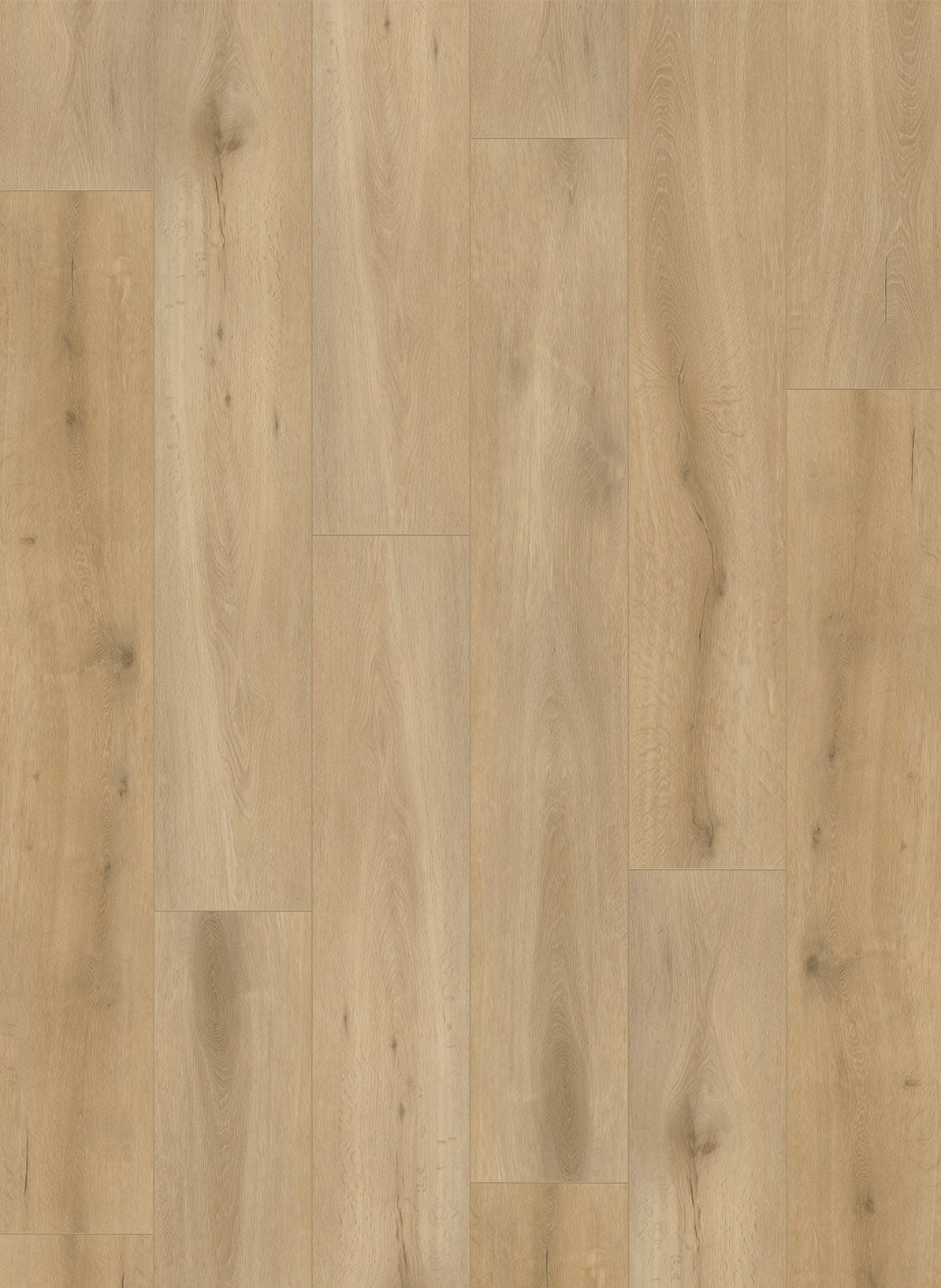 Gelasta Callisto 4101 (dryback)