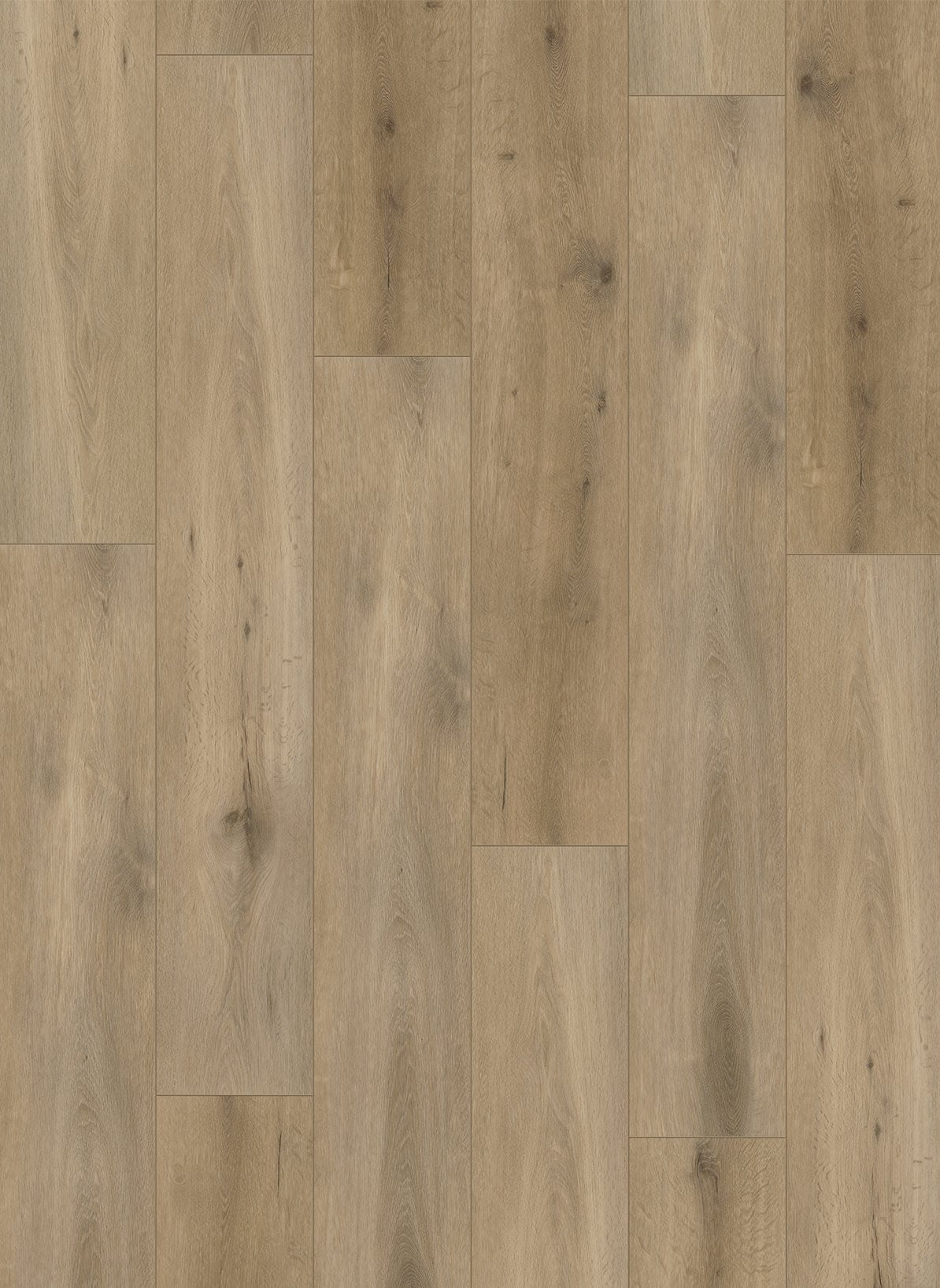 Gelasta Callisto 4103 (dryback)