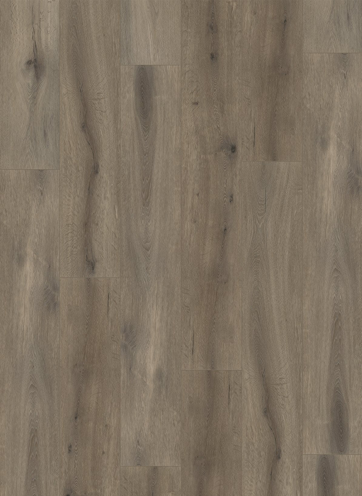 Gelasta Callisto 4105 (dryback)