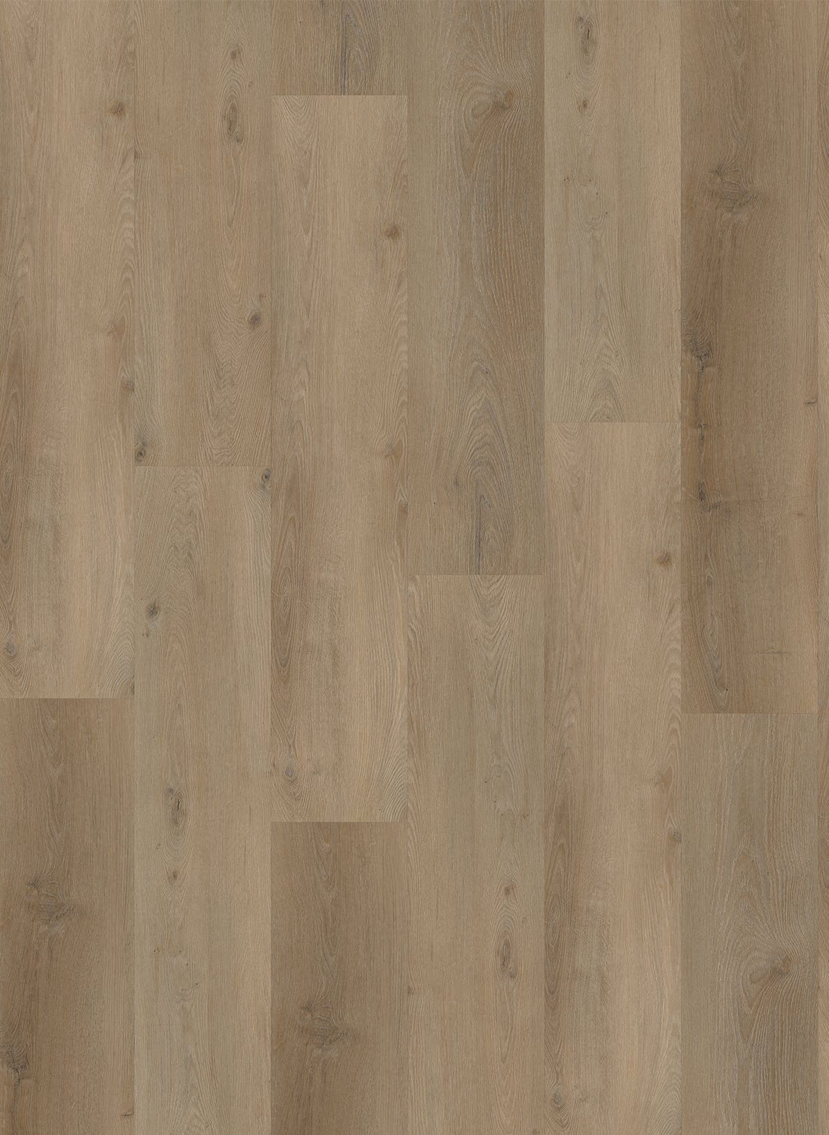 Gelasta Vario 4901 (dryback)