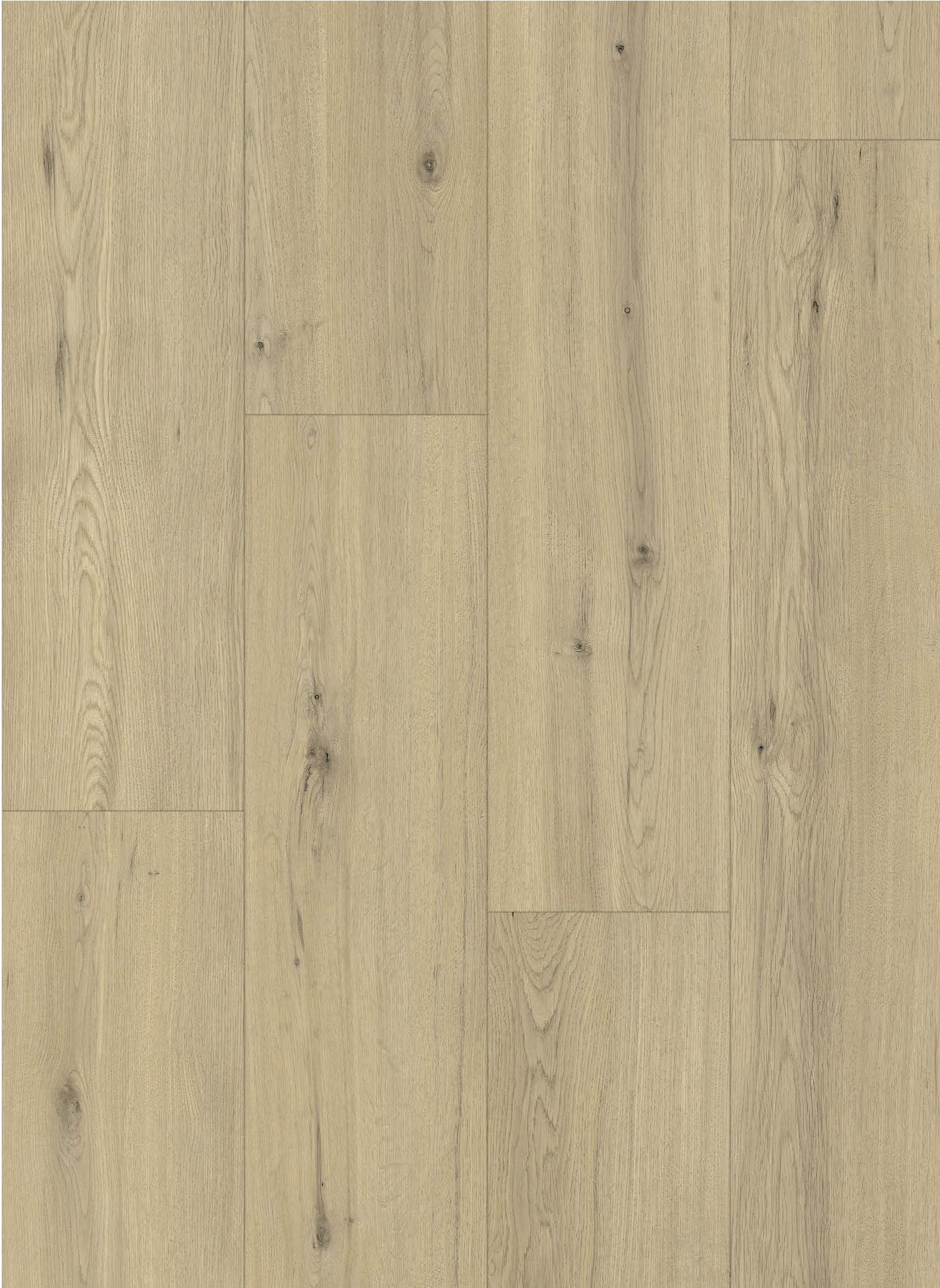 Gelasta Maestro 80641