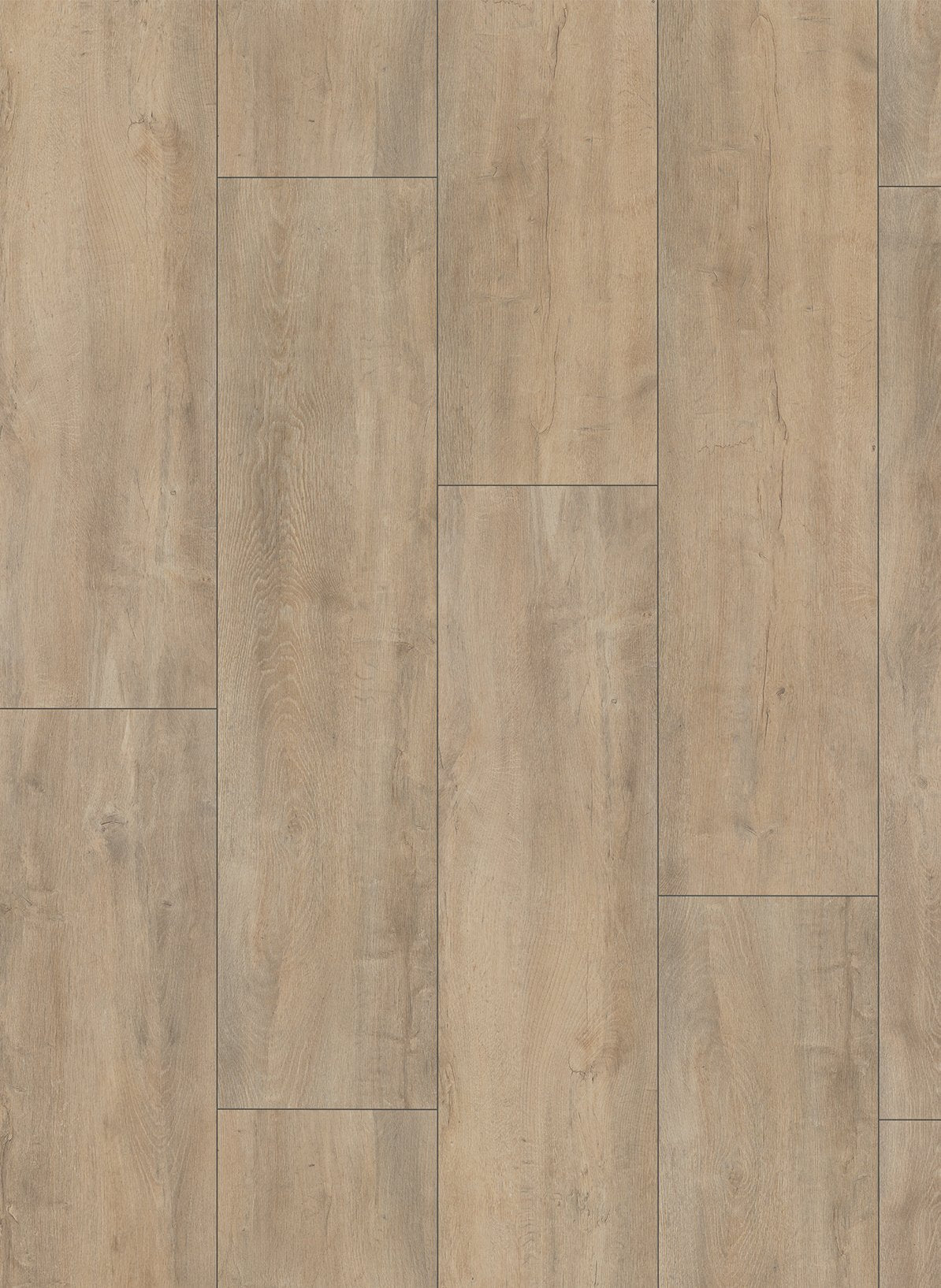 Gelasta Mammoet 4982