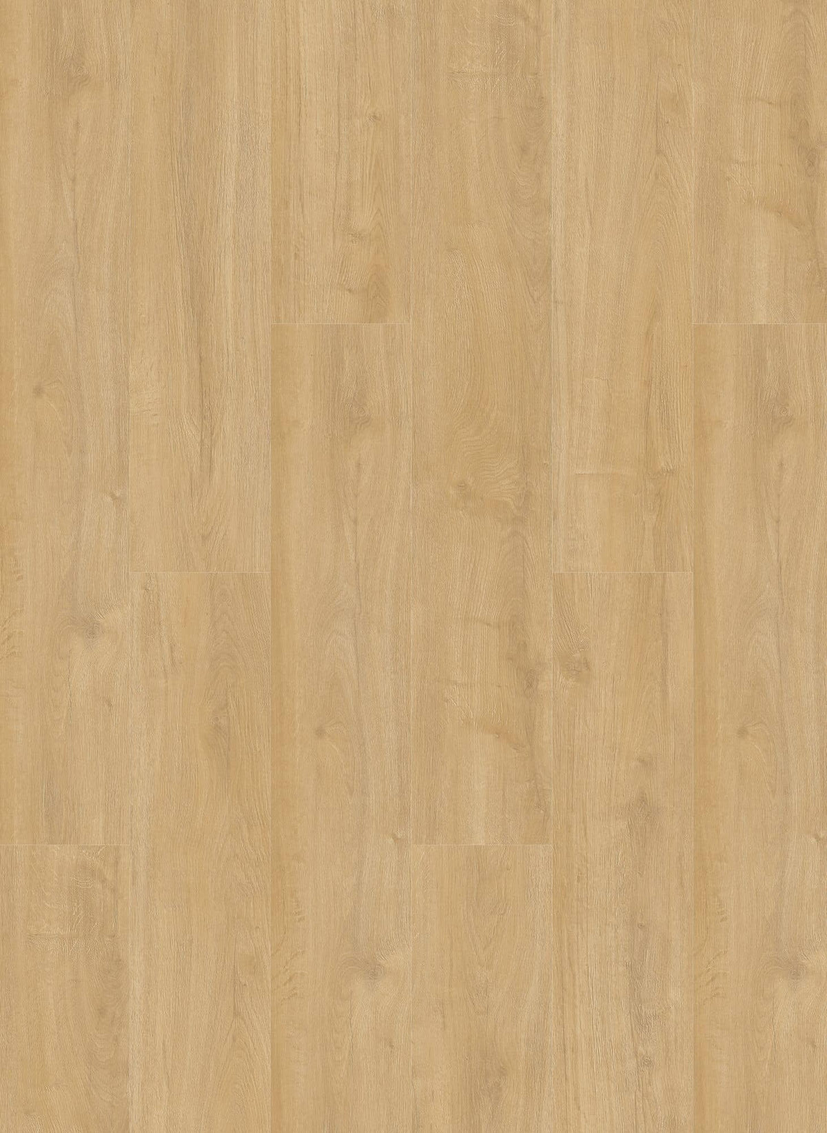 Gelasta Oakland 6102 (dryback)