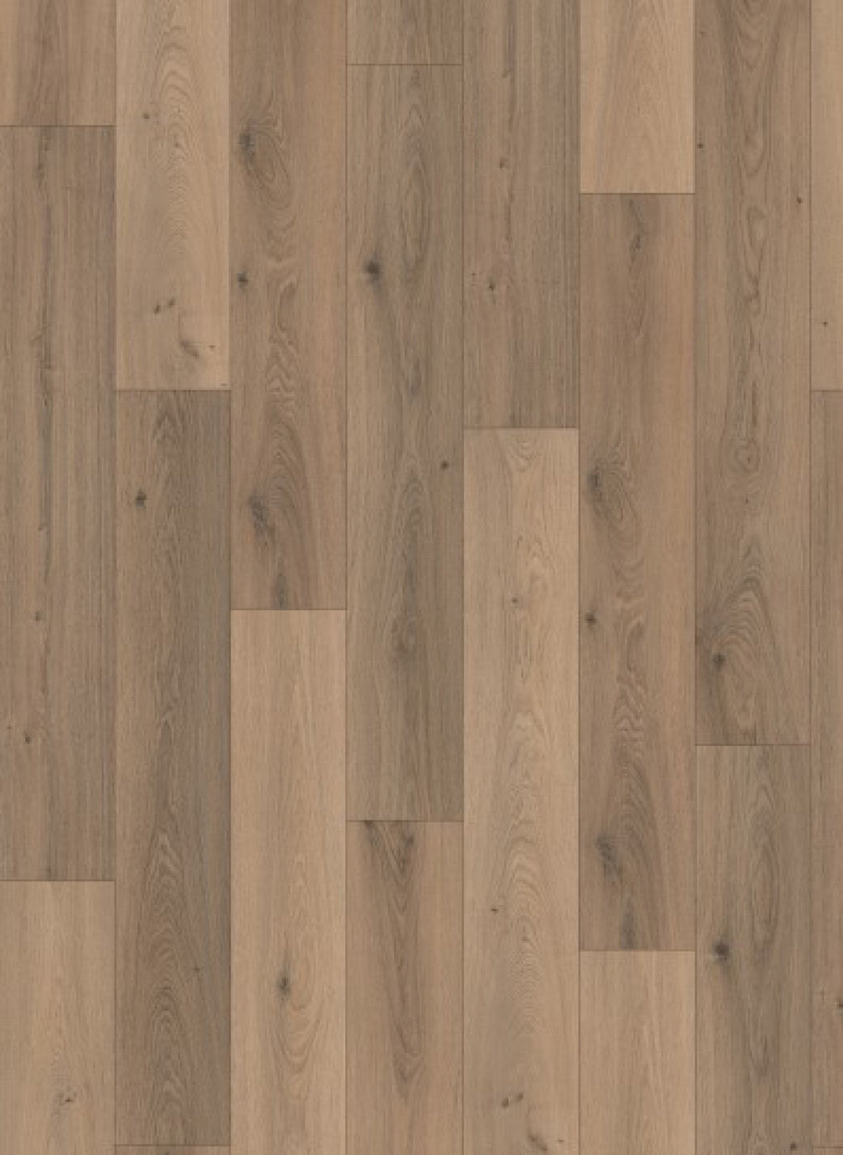 Gelasta Panthera 1059