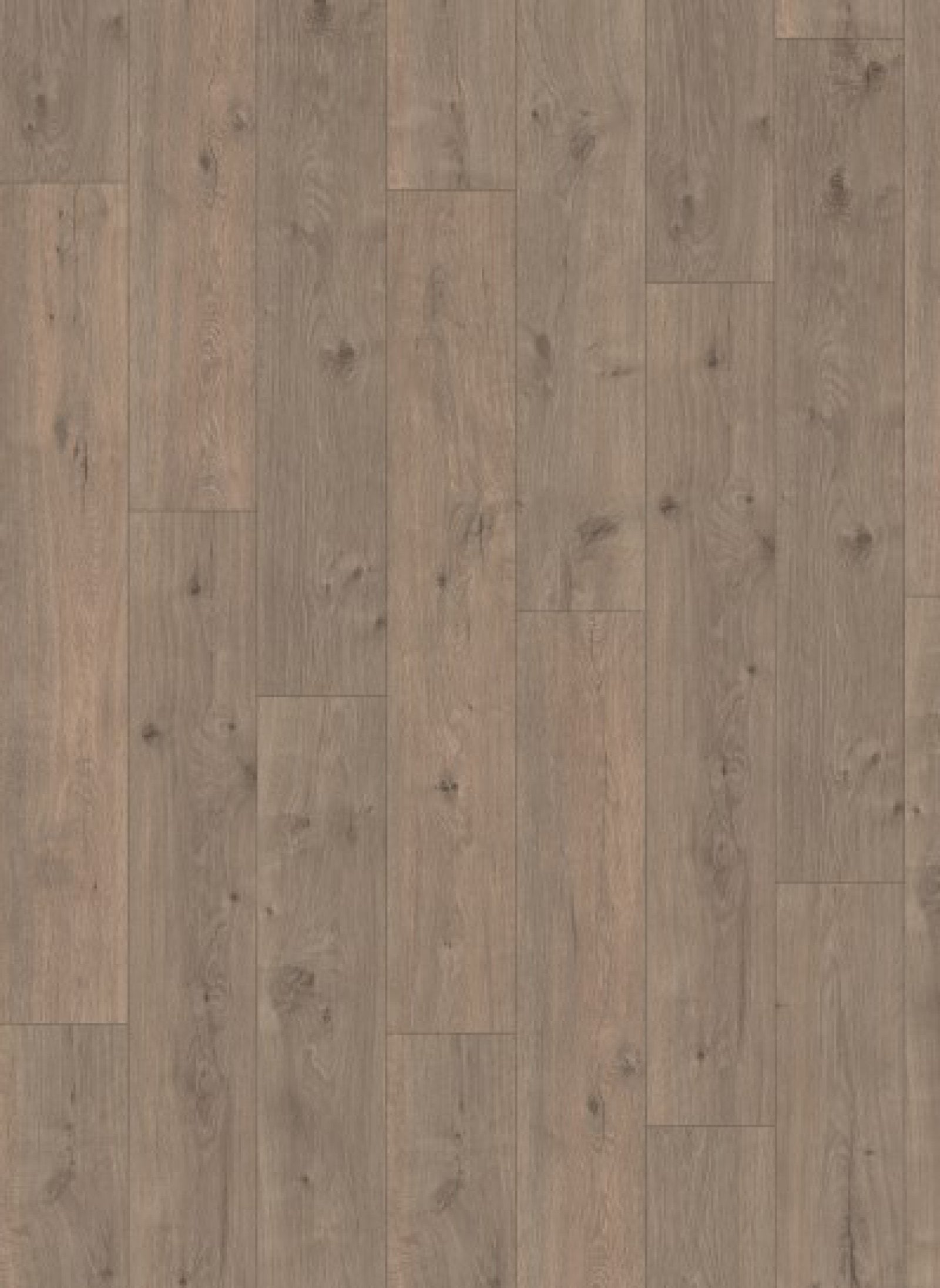 Gelasta Panthera 2833
